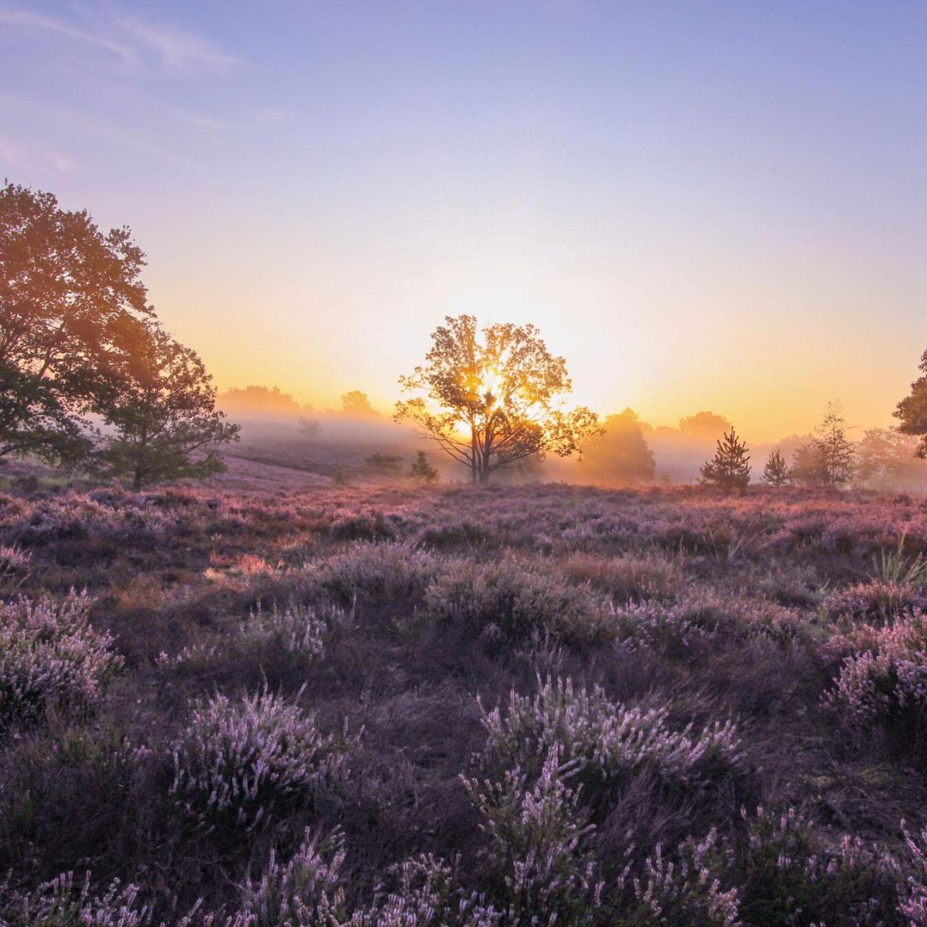Chalet In Het Bos - Gezin - Wandelaars - Digital Nomads - Hs Wifi - Fijnspar 108 Aan de Wolfsberg Dış mekan fotoğraf